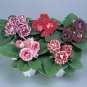 5 Pcs Gloxinia F1 Brocade Double Mixed Seeds