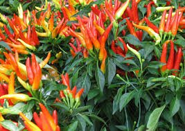 15 Pcs 100% Genuine Capsicum Dream Sally Ornamental Pepper