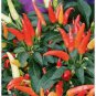 15 Pcs 100% Genuine Capsicum Dream Sally Ornamental Pepper