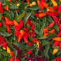 15 Pcs 100% Genuine Capsicum Dream Sally Ornamental Pepper