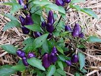 15 Pcs Pretty Purple Ornamental Chilli Pepper