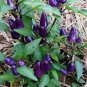 15 Pcs Pretty Purple Ornamental Chilli Pepper