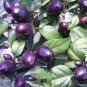 15 Pcs Pretty Purple Ornamental Chilli Pepper
