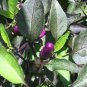 15 Pcs Pretty Purple Ornamental Chilli Pepper