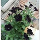 100 Pcs Rare Super Black Cat Petunia Flower Seeds 100 Pcs Rare Super Black Cat Petunia Flower Seeds