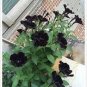 100 Pcs Rare Super Black Cat Petunia Flower Seeds