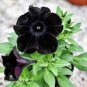 100 Pcs Rare Super Black Cat Petunia Flower Seeds