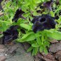 100 Pcs Rare Super Black Cat Petunia Flower Seeds