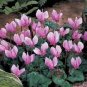 6 Pcs Cyclamen Hederifolium Ruby Glow Seeds