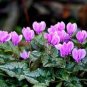 6 Pcs Cyclamen Hederifolium Ruby Glow Seeds