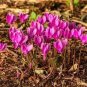 6 Pcs Cyclamen Hederifolium Ruby Glow Seeds