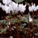 6 Pcs Cyclamen Hederifolium White Flower Seeds 6 Pcs Cyclamen Hederifolium White Flower Seeds
