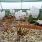 6 Pcs Cyclamen Hederifolium White Flower Seeds