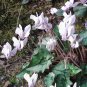 6 Pcs Cyclamen Hederifolium White Flower Seeds