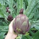 4 Pcs Rare Italian Artichoke Seeds 4 Pcs Rare Italian Artichoke Seeds