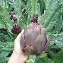 4 Pcs Rare Italian Artichoke Seeds