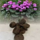 6 Pcs Purple Cyclamen Coum Seeds