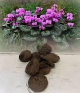 6 Pcs Purple Cyclamen Coum Seeds