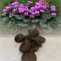 6 Pcs Purple Cyclamen Coum Seeds