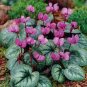 6 Pcs Purple Cyclamen Coum Seeds