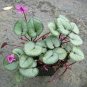 6 Pcs Purple Cyclamen Coum Seeds