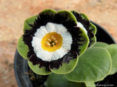 15 Pcs Primula Auricula Psyche