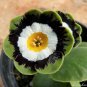 15 Pcs Primula Auricula Psyche