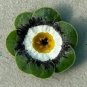 15 Pcs Primula Auricula Psyche