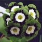15 Pcs Primula Auricula Psyche