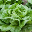 200 Pcs Buttercrunch Lettuce Seeds