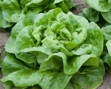 200 Pcs Buttercrunch Lettuce Seeds