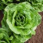 200 Pcs Buttercrunch Lettuce Seeds