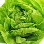 200 Pcs Buttercrunch Lettuce Seeds