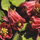 5 Pcs Burnished Rose Pink Aquilegia Columbine seeds
