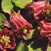5 Pcs Burnished Rose Pink Aquilegia Columbine seeds