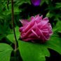 5 Pcs Burnished Rose Pink Aquilegia Columbine seeds