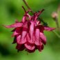5 Pcs Burnished Rose Pink Aquilegia Columbine seeds