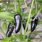 20 Pcs Hot Chilli Pepper - Black Olive Seeds 20 Pcs Hot Chilli Pepper - Black Olive Seeds