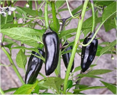 20 Pcs Hot Chilli Pepper - Black Olive Seeds