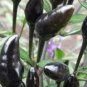 20 Pcs Hot Chilli Pepper - Black Olive Seeds