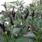 20 Pcs Hot Chilli Pepper - Black Olive Seeds