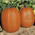 5 Pcs Rare Giant Pumpkin Seeds