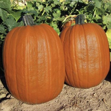 5 Pcs Rare Giant Pumpkin Seeds