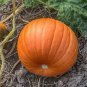 5 Pcs Rare Giant Pumpkin Seeds