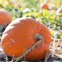 5 Pcs Rare Giant Pumpkin Seeds