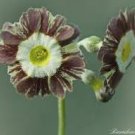 15 Pcs Primula Auricula Handsome Lass 15 Pcs Primula Auricula Handsome Lass