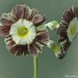 15 Pcs Primula Auricula Handsome Lass