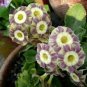 15 Pcs Primula Auricula Handsome Lass