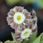 15 Pcs Primula Auricula Handsome Lass