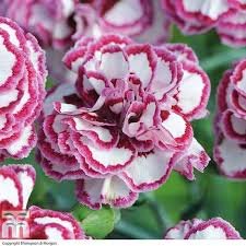 200 Pcs Dianthus 'Grans Favourite' Pinks Perennial Garden Plug Plants